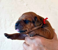 ridgeback litter